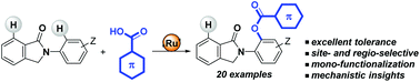 Graphical abstract: Ruthenium(ii)-catalysed selective C(sp2)–H bond benzoxylation of biologically appealing N-arylisoindolinones