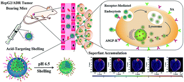 Graphical abstract: In situ real-time tracing of hierarchical targeting nanostructures in drug resistant tumors using diffuse fluorescence tomography