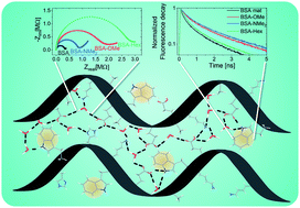 Graphical abstract: Exploring long-range proton conduction, the conduction mechanism and inner hydration state of protein biopolymers