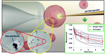 Graphical abstract: Unveil early-stage nanocytotoxicity by a label-free single cell pH nanoprobe