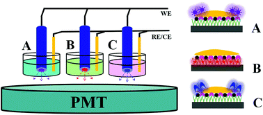 Graphical abstract: A ratiometric electrochemiluminescent cytosensor based on polyaniline hydrogel electrodes in spatially separated electrochemiluminescent systems