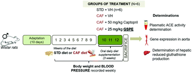 Graphical abstract: Changes in arterial blood pressure caused by long-term administration of grape seed proanthocyanidins in rats with established hypertension