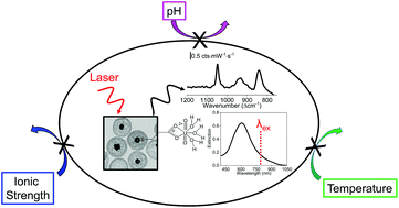 Graphical abstract: Microporous silica membranes promote plasmonic nanoparticle stability for SERS detection of uranyl