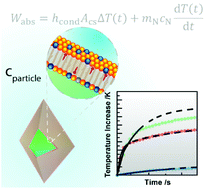 Graphical abstract: Thermal properties of lipid bilayers derived from the transient heating regime of upconverting nanoparticles