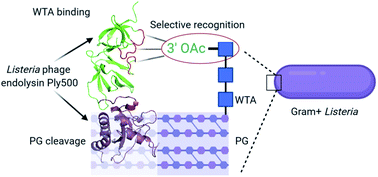 Graphical abstract: Structural basis for recognition of bacterial cell wall teichoic acid by pseudo-symmetric SH3b-like repeats of a viral peptidoglycan hydrolase