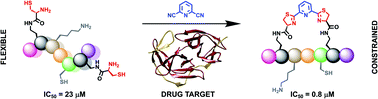 Graphical abstract: A biocompatible stapling reaction for in situ generation of constrained peptides