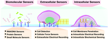 Graphical abstract: Vertical nanowire array-based biosensors: device design strategies and biomedical applications