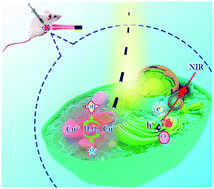 Graphical abstract: A porous material excited by near-infrared light for photo/chemodynamic and photothermal dual-mode combination therapy