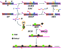 Graphical abstract: Target-directed enzyme-free dual-amplification DNA circuit for rapid signal amplification