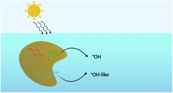 Graphical abstract: Assessing the source of the photochemical formation of hydroxylating species from dissolved organic matter using model sensitizers