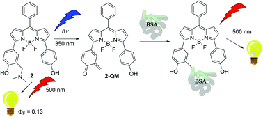 Graphical abstract: Wavelength dependent photochemistry of BODIPY–phenols and their applications in the fluorescent labeling of proteins