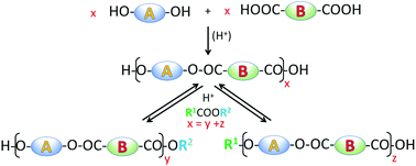 Graphical abstract: The role of transesterifications in reversible polycondensations and a reinvestigation of the Jacobson–Beckmann–Stockmayer experiments