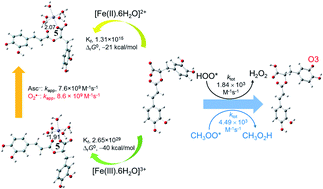 Graphical abstract: New insights into the competition between antioxidant activities and pro-oxidant risks of rosmarinic acid