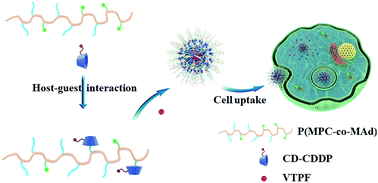 Graphical abstract: Verteporfin-loaded supramolecular micelles for enhanced cisplatin-based chemotherapy via autophagy inhibition