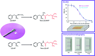 Graphical abstract: Derivatization-assisted immunoassays: application for group-specific detection of potent methamphetamine and amphetamine enantiomers