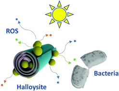 Graphical abstract: Prokaryotic and eukaryotic toxicity of halloysite decorated with photoactive nanoparticles