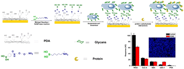 Graphical abstract: A dynamic reversible phenylboronic acid sensor for real-time determination of protein–carbohydrate interactions on living cancer cells