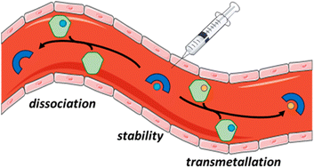 Graphical abstract: Thermodynamics-based rules of thumb to evaluate the interaction of chelators and kinetically-labile metal ions in blood serum and plasma