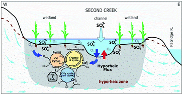 Graphical abstract: Hydrobiogechemical interactions in the hyporheic zone of a sulfate-impacted, freshwater stream and riparian wetland ecosystem