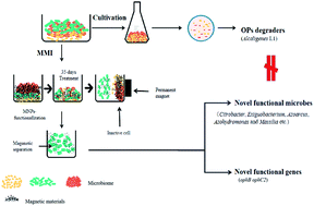 Graphical abstract: Identification of chlorpyrifos-degrading microorganisms in farmland soils via cultivation-independent and -dependent approaches