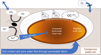 Graphical abstract: Ferrihydrite transformations in flooded paddy soils: rates, pathways, and product spatial distributions