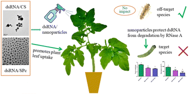 Graphical abstract: A promising approach to an environmentally friendly pest management solution: nanocarrier-delivered dsRNA towards controlling the destructive invasive pest Tuta absoluta