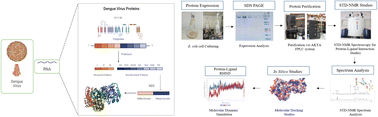 Graphical abstract: Identification of new inhibitors of NS5 from dengue virus using saturation transfer difference (STD-NMR) and molecular docking studies