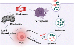 Graphical abstract: Iron nitroprusside as a chemodynamic agent and inducer of ferroptosis for ovarian cancer therapy