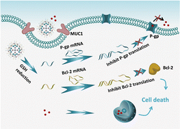 Graphical abstract: High-order framework nucleic acid for targeted-delivery of antisense peptide nucleic acids to overcome drug resistance