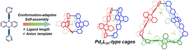 Graphical abstract: Self-assembly of conformation-adaptive dihydrophenazine-based coordination cages