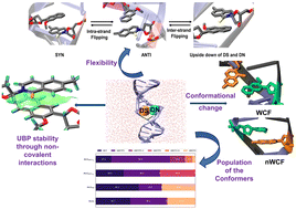 Graphical abstract: Investigation of dynamical flexibility of D5SIC-DNAM inside DNA duplex in aqueous solution: a systematic classical MD approach