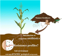Graphical abstract: Resistance profiles of microbial communities in maize rhizospheres to the introduction of exogenous antibiotics to agricultural systems with a high arsenic geological background