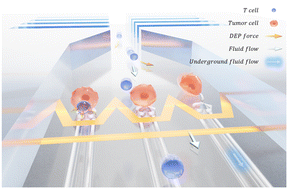 Graphical abstract: Microfluidic device combining hydrodynamic and dielectrophoretic trapping for the controlled contact between single micro-sized objects and application to adhesion assays