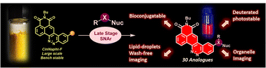 Graphical abstract: Unprecedented perspectives on the application of CinNapht fluorophores provided by a “late-stage” functionalization strategy