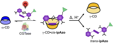 Graphical abstract: Light-controlled enzymatic synthesis of γ-CD using a recyclable azobenzene template
