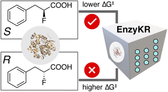 Graphical abstract: EnzyKR: a chirality-aware deep learning model for predicting the outcomes of the hydrolase-catalyzed kinetic resolution