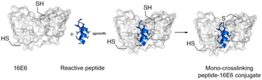 Graphical abstract: Discovery of reactive peptide inhibitors of human papillomavirus oncoprotein E6