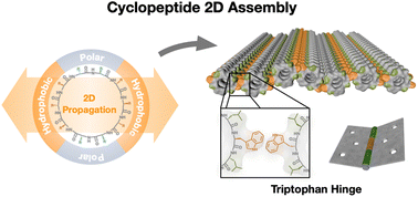 Graphical abstract: Self-assembly of cyclic peptide monolayers by hydrophobic supramolecular hinges