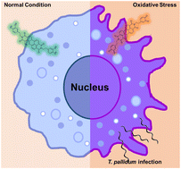 Graphical abstract: A tunable fluorescent probe for superoxide anion detection during inflammation caused by Treponema pallidum