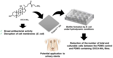 Graphical abstract: Insights into the antimicrobial properties of a cationic steroid and antibiofilm performance in PDMS-based coatings to potentially treat urinary infections