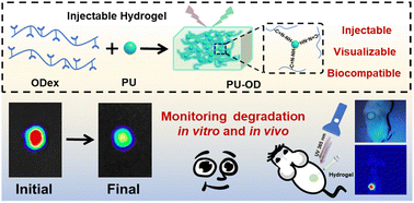 Graphical abstract: A biodegradable injectable fluorescent polyurethane-oxidized dextran hydrogel for non-invasive monitoring