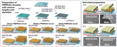 Graphical abstract: Effective cell sheet preparation using thermoresponsive polymer brushes with various graft densities and chain lengths