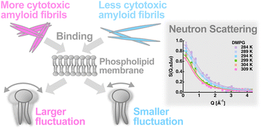 Graphical abstract: Sub-nanosecond dynamics of phospholipid membranes interacting with polymorphic amyloid fibrils observed by elastic incoherent neutron scattering