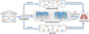 Graphical abstract: Associations of indoor airborne microbiome with lung function: evidence from a randomized, double-blind, crossover study of microbial intervention