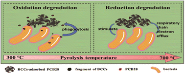 Graphical abstract: Biochar colloids act as both transporters of organic pollutants and stimulants of respiratory chain electron efflux: a new understanding of microbial degradation of adsorbed pollutants