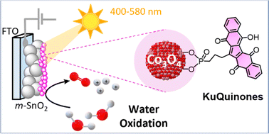Graphical abstract: KuQuinone-sensitized cobalt oxide nanoparticles for photoelectrocatalytic oxygen evolution with visible light