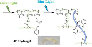Graphical abstract: Preparation of 4D hydrogels with PET-RAFT and orthogonal photo-reactions