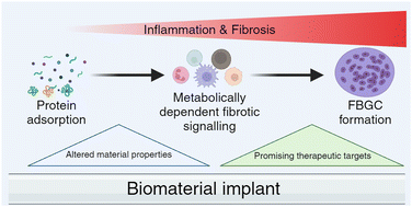 Graphical abstract: Cell dynamics and metabolism of the foreign body response: characterizing host-biomaterial interactions for next-generation medical implant biocompatibility