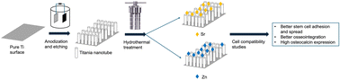 Graphical abstract: Titania (TiO2) nanotube surfaces doped with zinc and strontium for improved cell compatibility