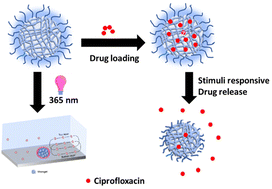 Graphical abstract: Design of multi-responsive and actuating microgels toward on-demand drug release